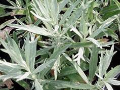 http://www.about-garden.com/images_data/3917-artemisia-ludoviciana-silver-queen.jpg